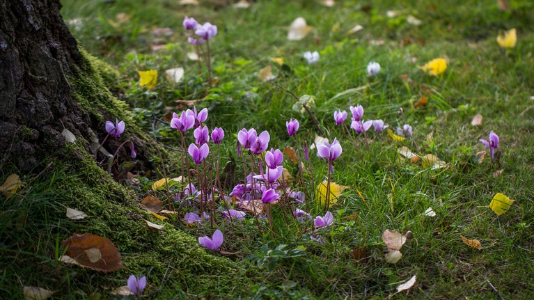 Small purple flowers around the base of a tree.